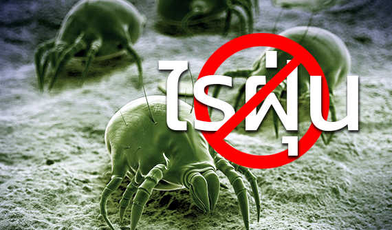 อันตรายจาก ไรฝุ่น (House dust mite)